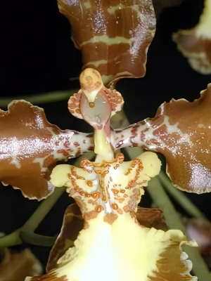 Bild von Oncidium curtum 3